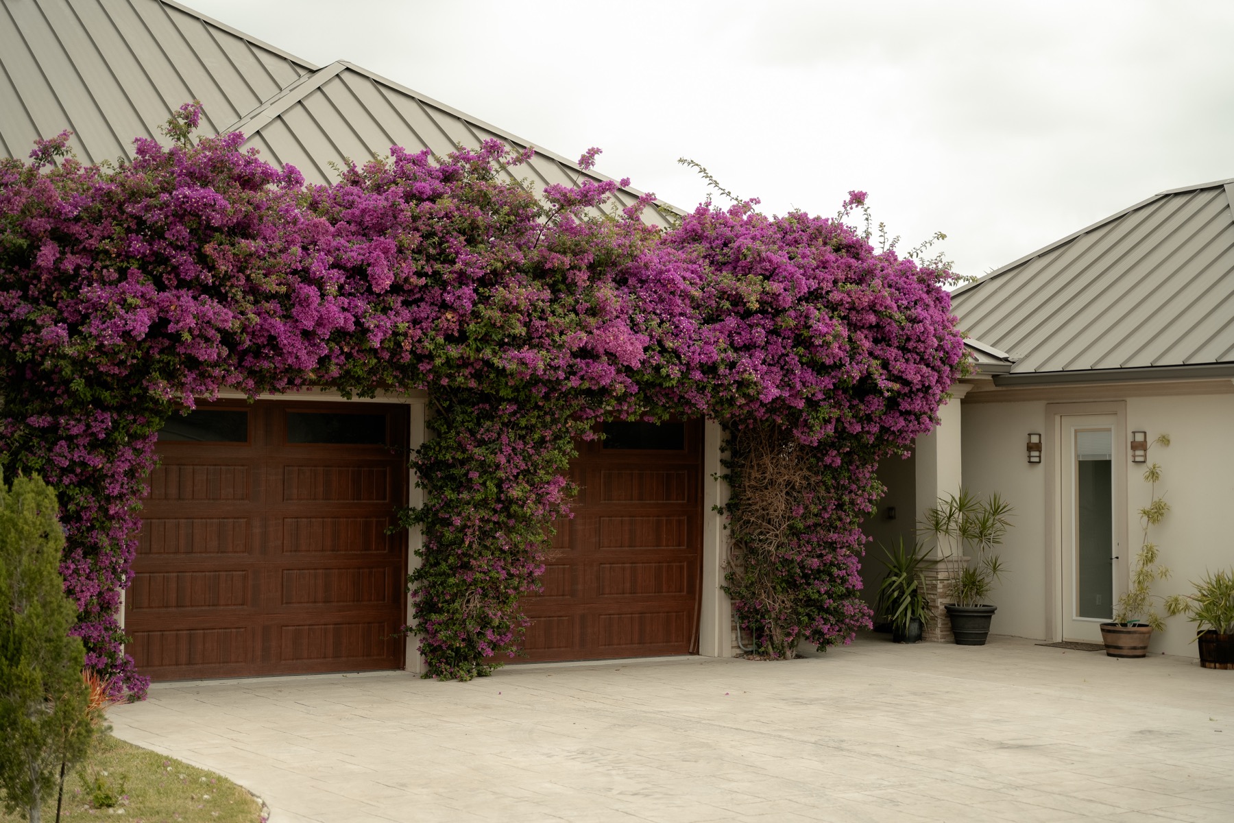 Purple bougainvillea draping the entrance