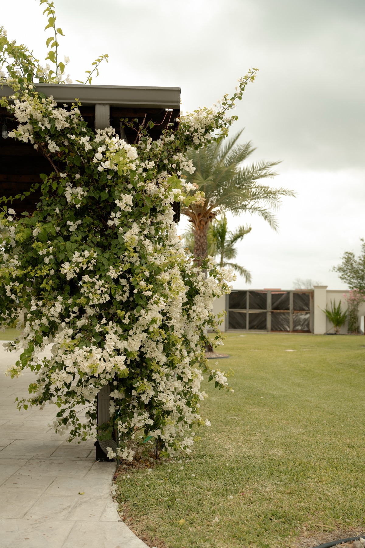 White bougainvillea in bloom