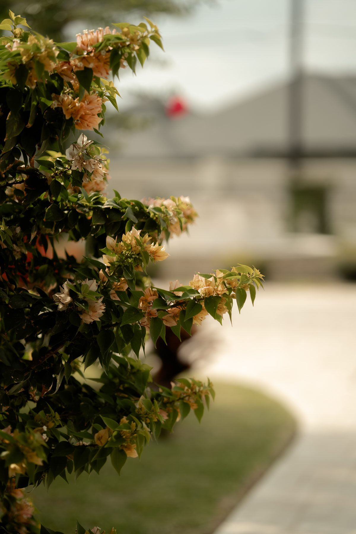Peach bougainvillea in bloom